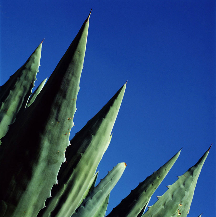 13-Cacti1